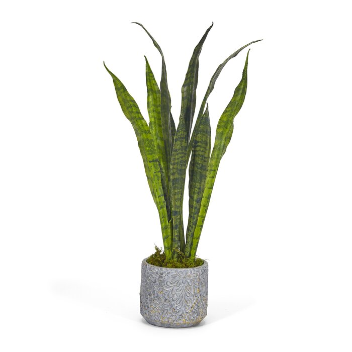 T&C Floral Company Artificial Snake Plant in Pot Perigold